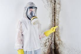 Best Mold Damage Restoration  in Elkton, MD